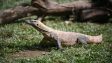 SL vs AFG Test halted briefly after rare appearance by monitor lizard at boundary line