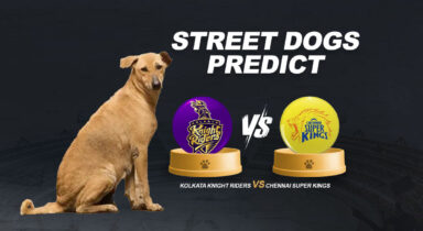 WATCH: Street dogs predict result of CSK vs KKR clash - Heres the winner