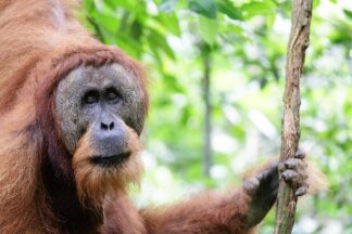 Hosts Germany to win against Scotland? Oracle orangutan predicts Euro 2024 opener results