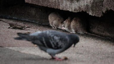 Hosts struggling with Rat problem ahead of Paris Olympics 2024