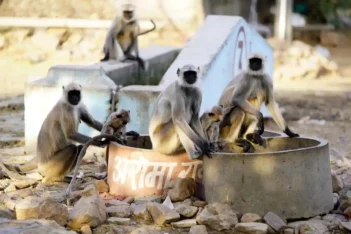 Fight fire with fire - UPCA hires langurs to drive away food-stealing monkeys in IND vs BAN Kanpur Test